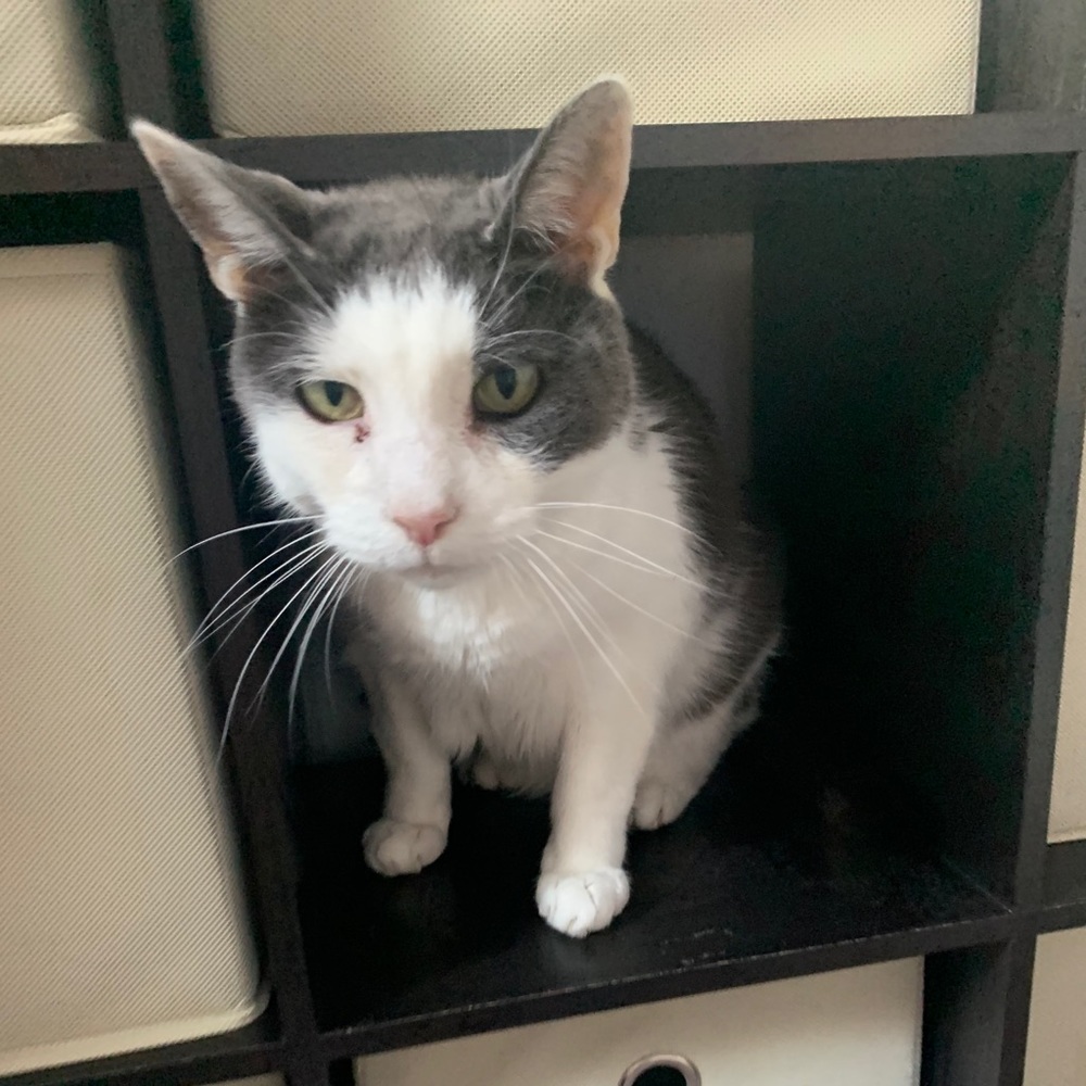 Meet your Posher, Madison